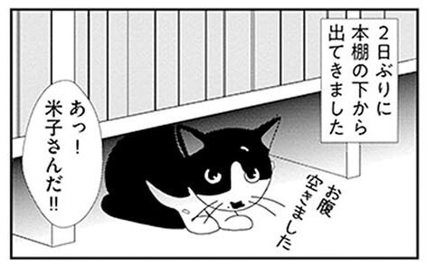 漫画 うちの猫は一体どこ 姿を見せない猫に飼い主がとった斜め上の発想 ビビり猫 米子さんに懐かれたい くふうlive