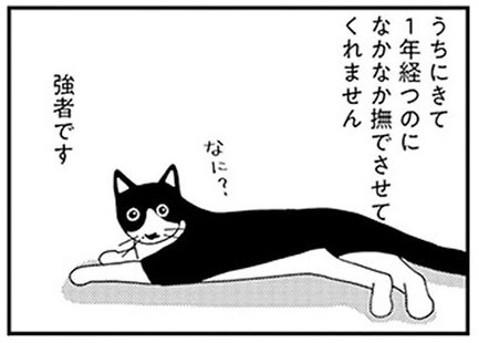 漫画 飼い始めて1年 猫と飼い主の距離は縮まった 近くて遠い2人の関係 ビビり猫 米子さんに懐かれたい くふうlive
