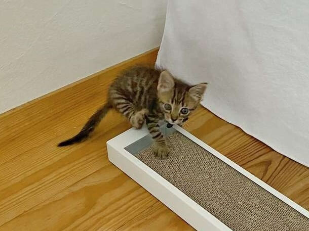 ダイソー と 山実タワー があれば 猫との暮らし 初めにそろえるオシャレ便利グッズ くふうlive